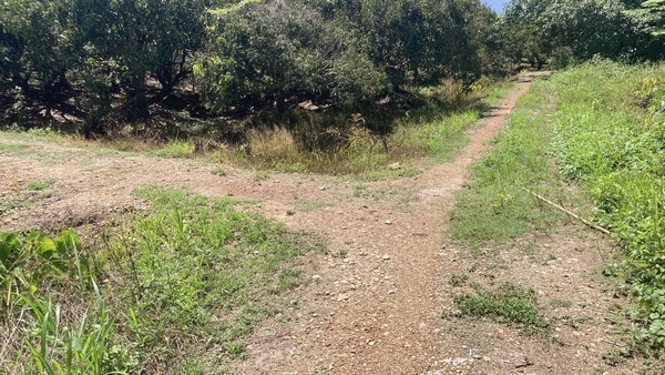 ขายที่ดินสวนลำไยวิวเขา 5 ไร่ 50 ตรว. อำเภอแม่วาง จังหวัดเชียงใหม่