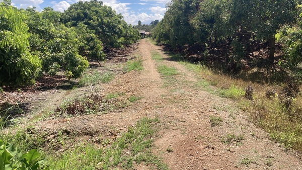 ขายที่ดินสวนลำไยวิวเขา 5 ไร่ 50 ตรว. อำเภอแม่วาง จังหวัดเชียงใหม่