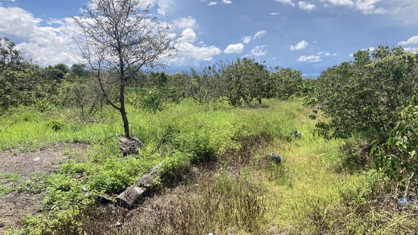 ขายที่ดินสวนลำไยวิวเขา 5 ไร่ 50 ตรว. อำเภอแม่วาง จังหวัดเชียงใหม่