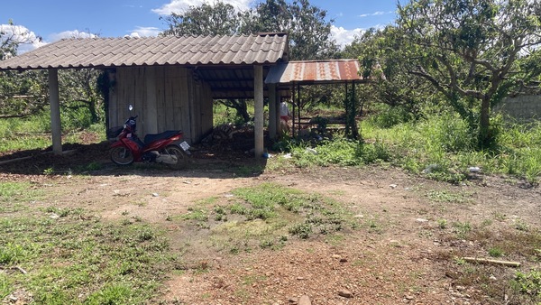 ขายที่ดินสวนลำไยวิวเขา 5 ไร่ 50 ตรว. อำเภอแม่วาง จังหวัดเชียงใหม่