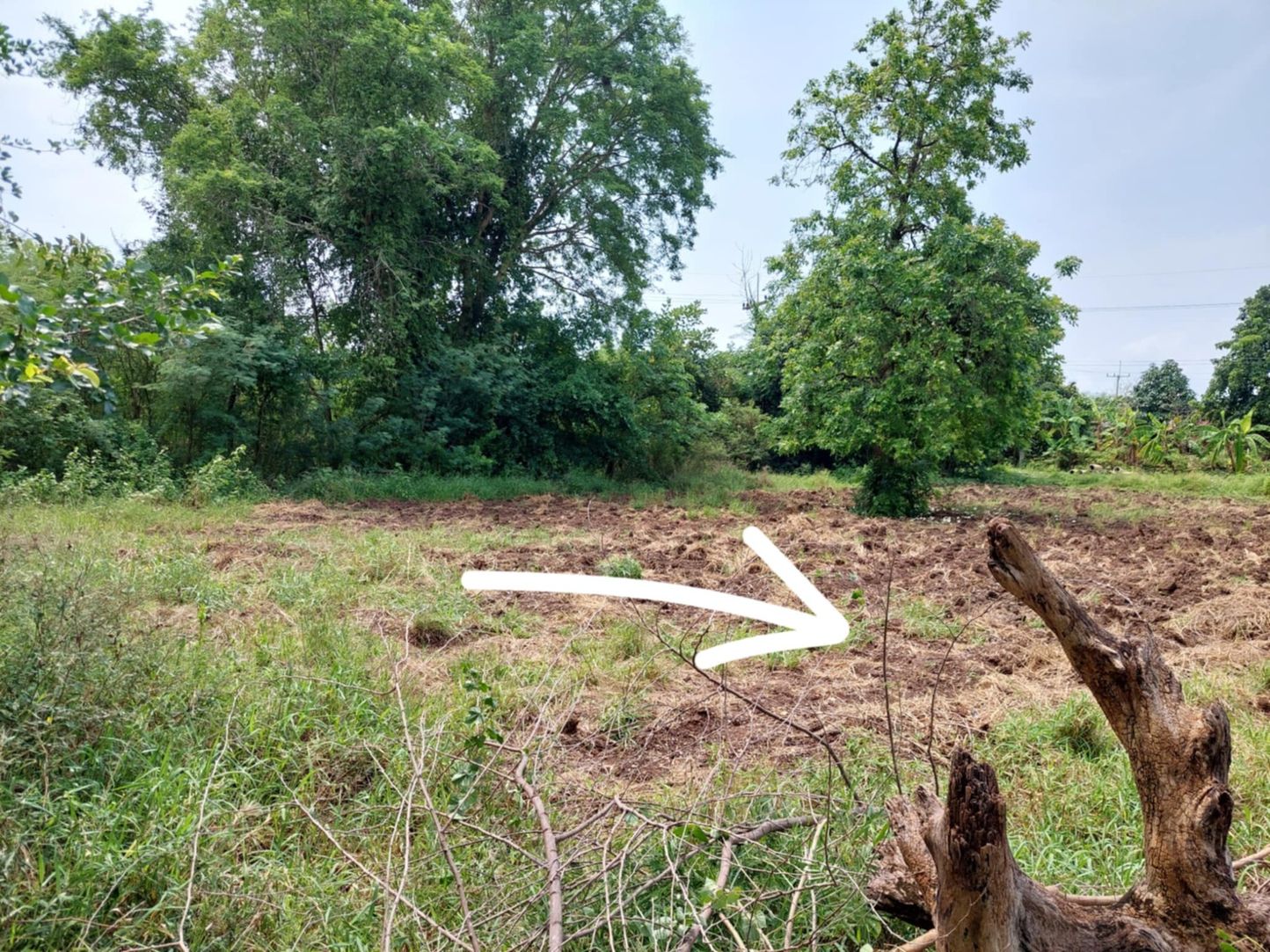 ขายด่วนที่ดินเปล่า ทำเลทอง  อำเภอโชคชัย จังหวัดโคราช