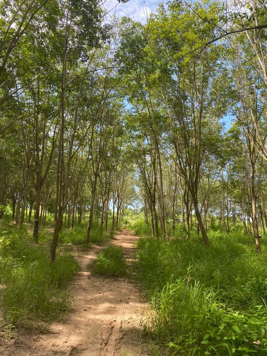 ขายด่วนที่ดินเปล่าติดถนน ทำเลดี อำเภอเมือง​ จังหวัดประจวบคีรีขันธ์​ 