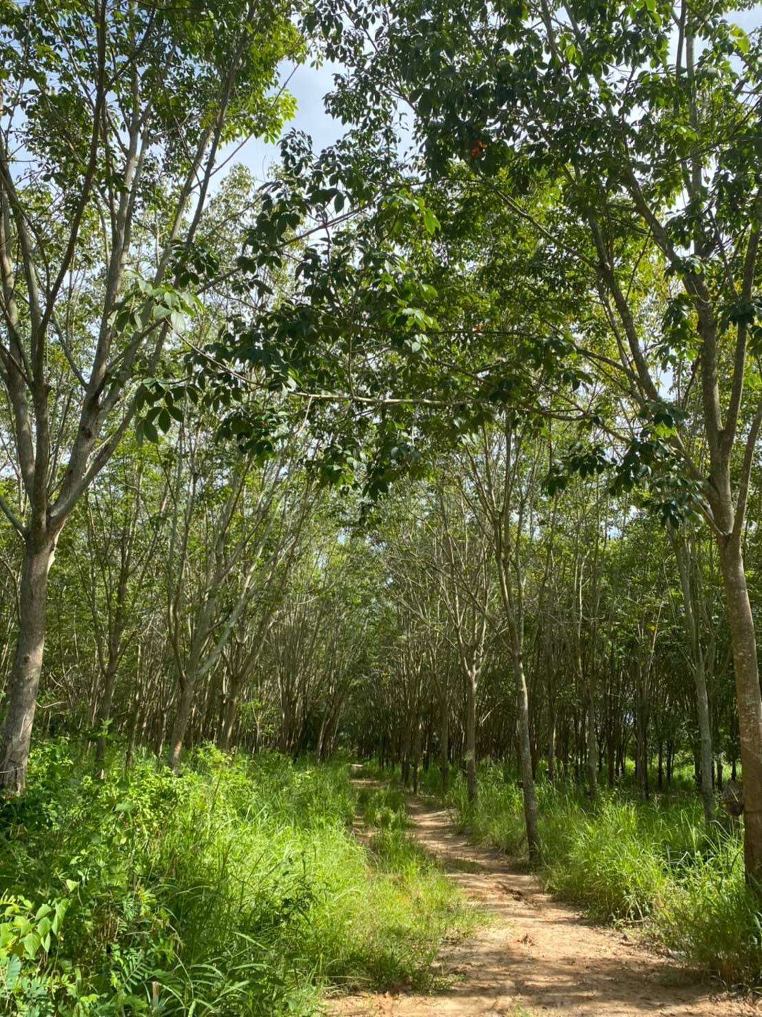 ขายด่วนที่ดินเปล่าติดถนน ทำเลดี อำเภอเมือง​ จังหวัดประจวบคีรีขันธ์​ 