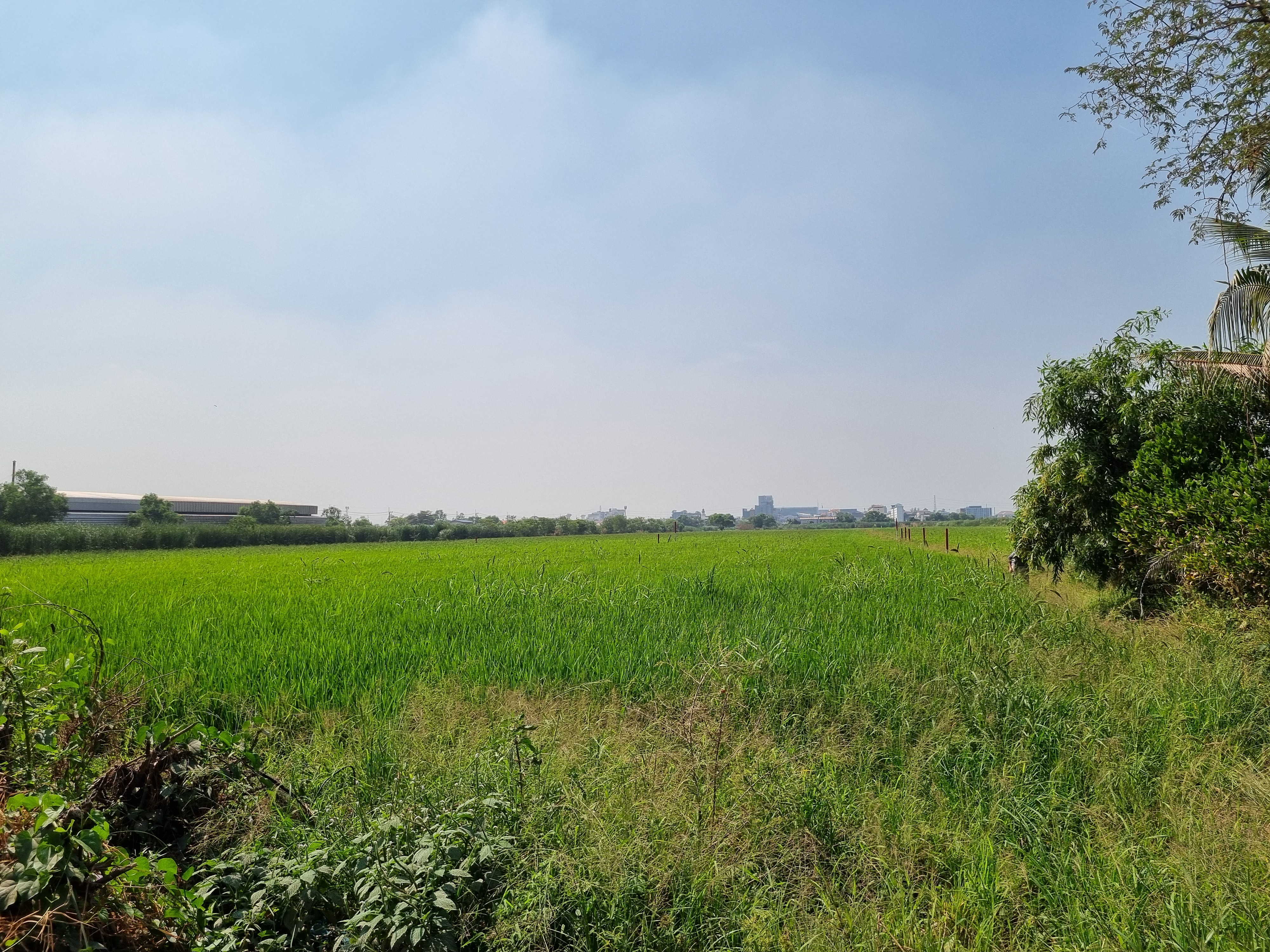 ขายที่ดิน 350 ตรว. ปทุมธานี คลองหนึ่ง คลองหลวง ทำเลทองใกล้ตลาดไท เมกาโฮม และโรงพยาบาลภัทร-ธนบุรี