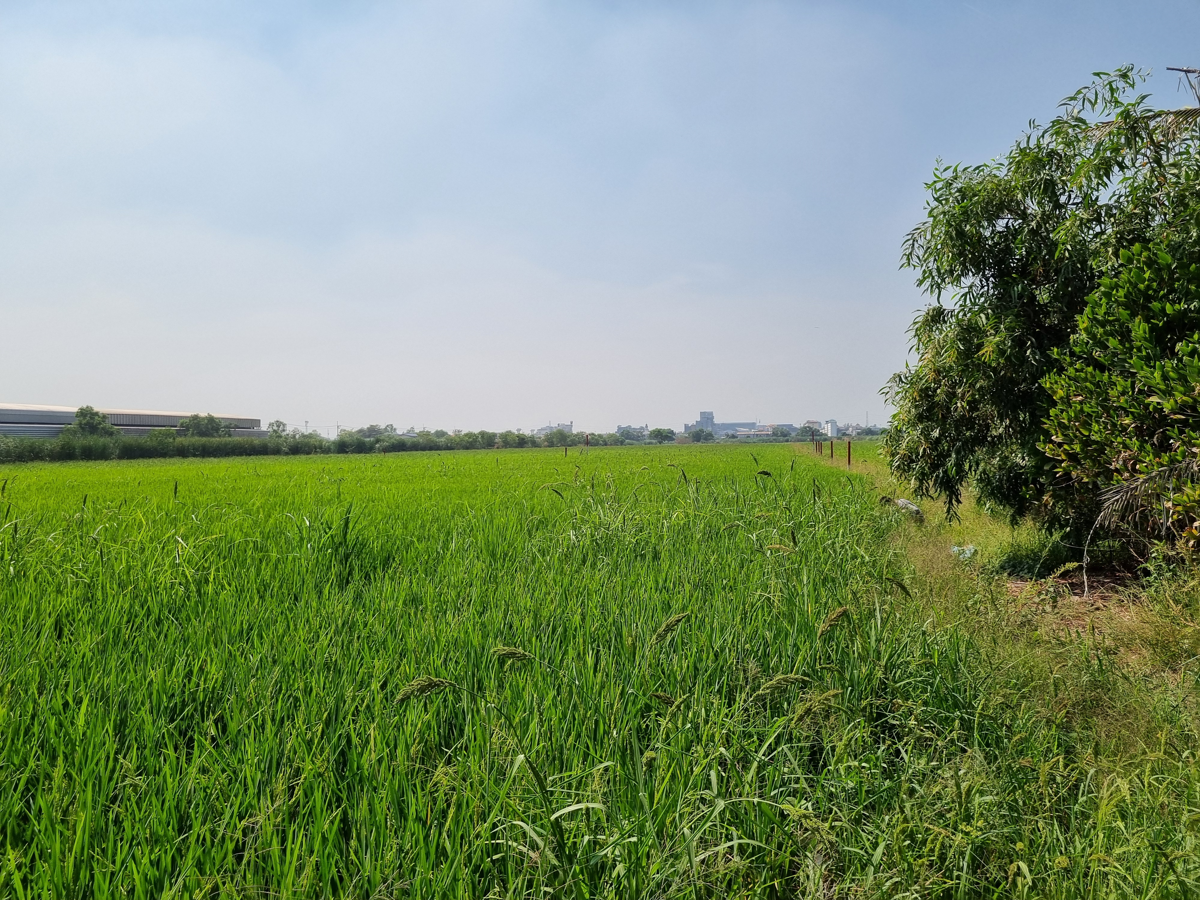 ขายที่ดิน 350 ตรว. ปทุมธานี คลองหนึ่ง คลองหลวง ทำเลทองใกล้ตลาดไท เมกาโฮม และโรงพยาบาลภัทร-ธนบุรี
