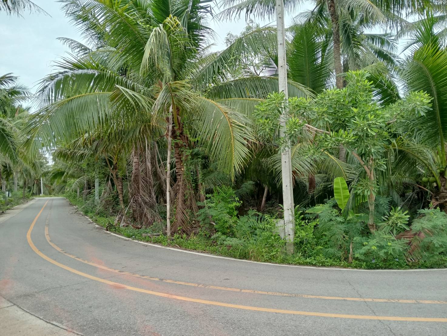 ขายที่ดินทำเลดี ตำบลท่าคา อ.อัมพวา  จ.สมุทรสงคราม