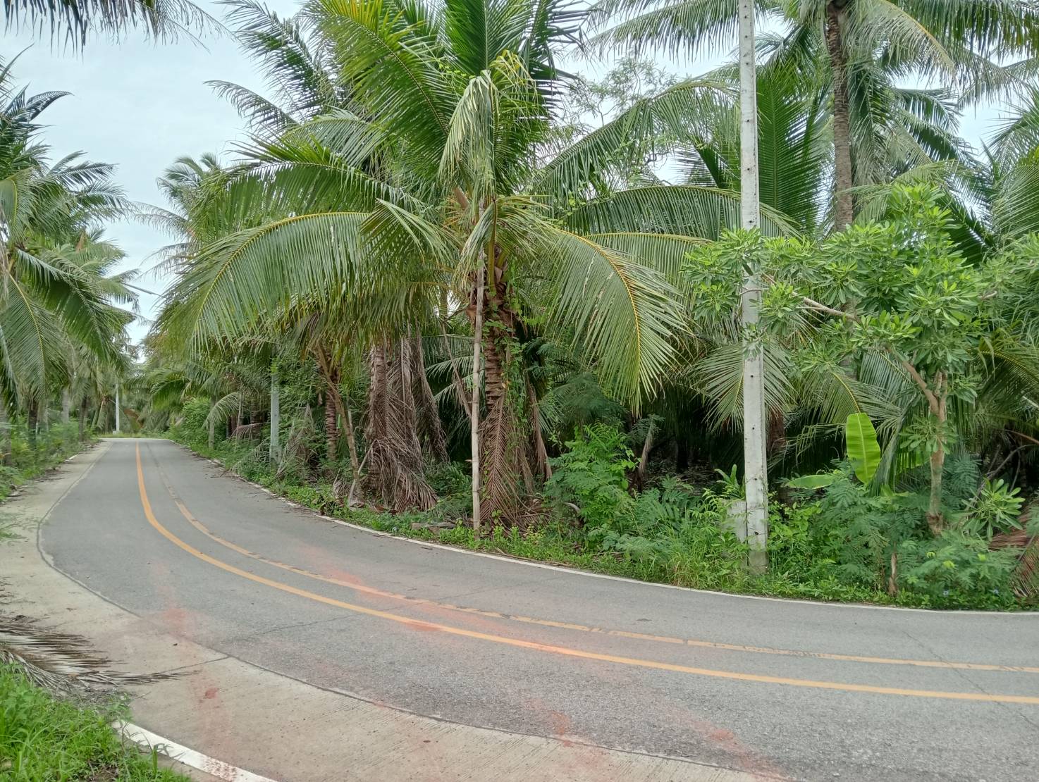 ขายที่ดินทำเลดี ตำบลท่าคา อ.อัมพวา  จ.สมุทรสงคราม