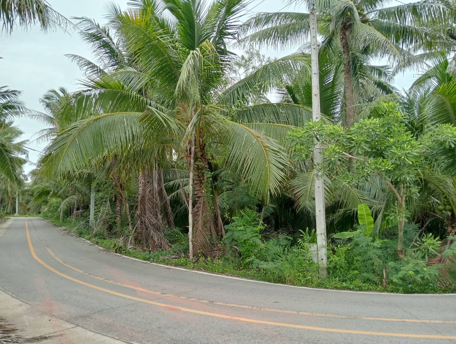 ขายที่ดินทำเลดี ตำบลท่าคา อ.อัมพวา  จ.สมุทรสงคราม