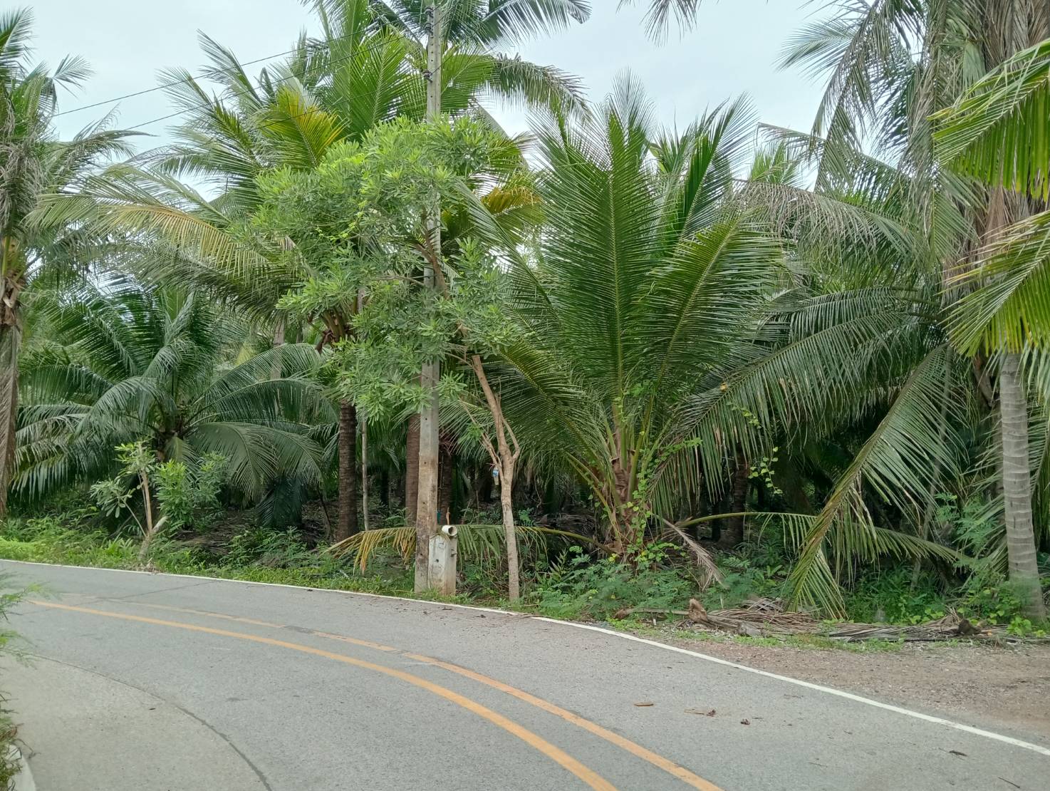 ขายที่ดินทำเลดี ตำบลท่าคา อ.อัมพวา  จ.สมุทรสงคราม