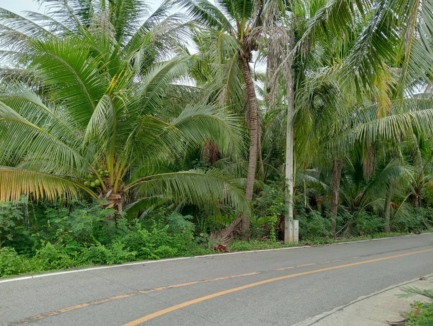 ขายที่ดินทำเลดี ตำบลท่าคา อ.อัมพวา  จ.สมุทรสงคราม