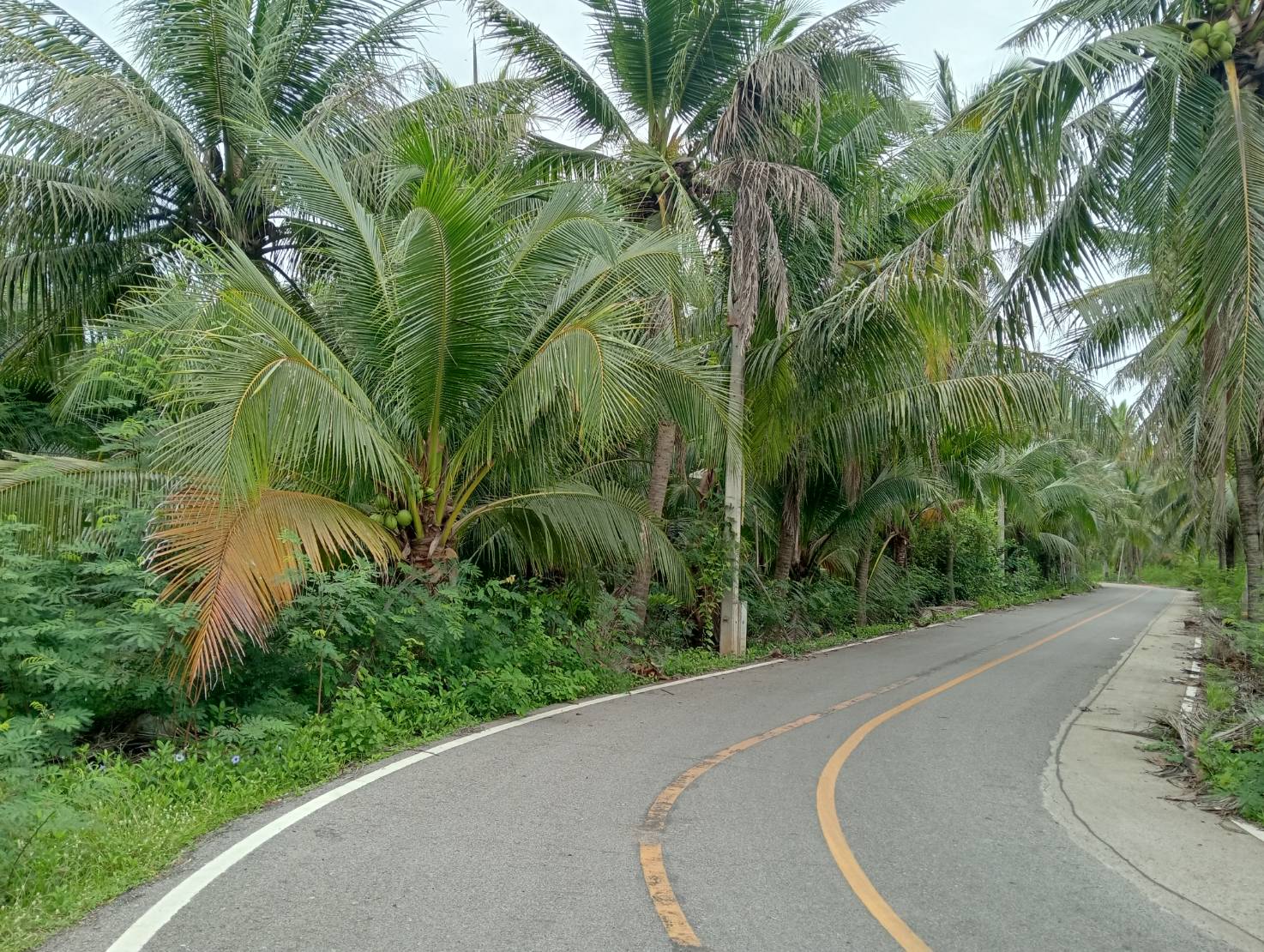 ขายที่ดินทำเลดี ตำบลท่าคา อ.อัมพวา  จ.สมุทรสงคราม