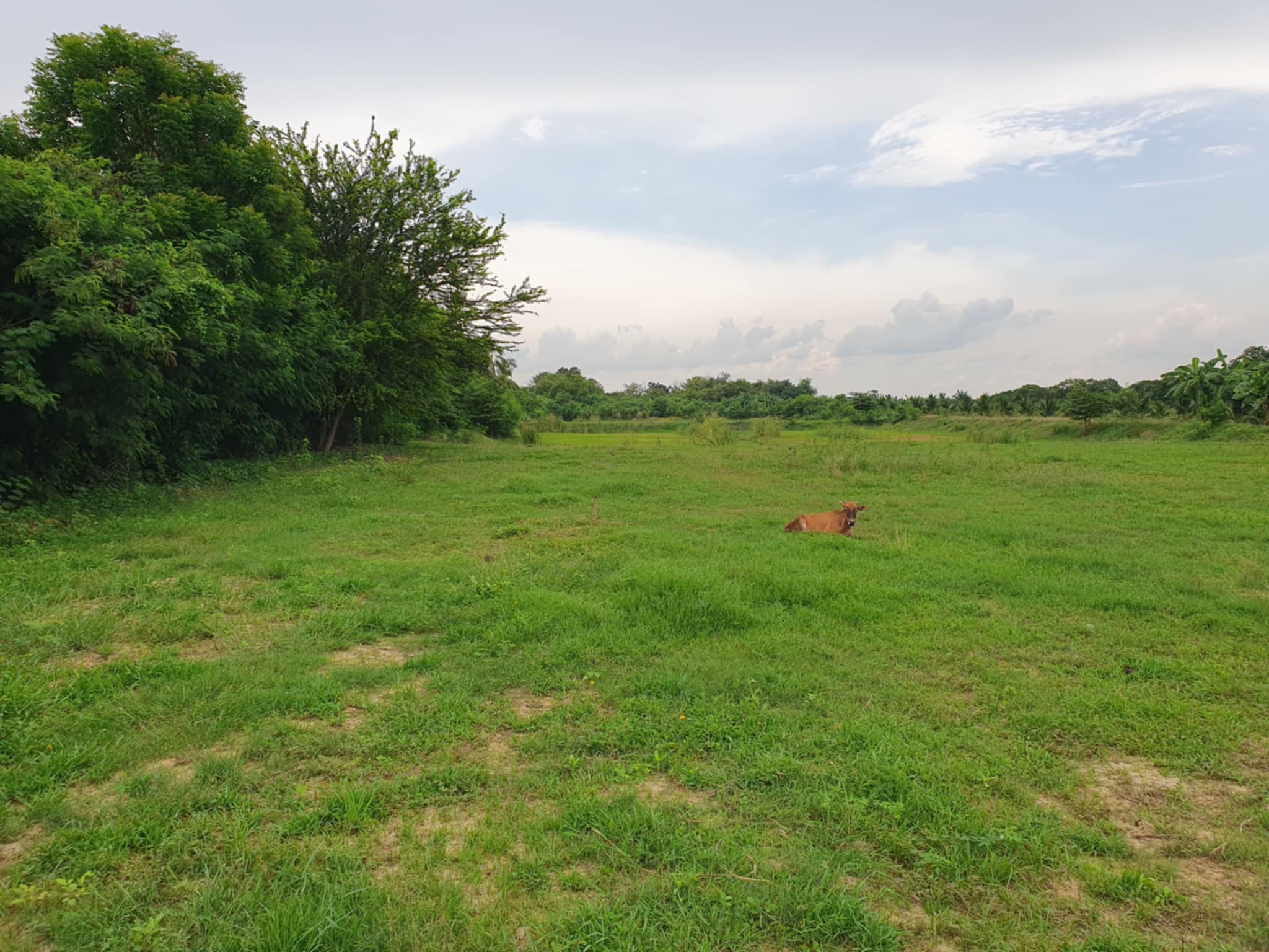 ขายที่ดินเปล่า มีโฉนด พื้นที่สีม่วง ทำเลดี แปลงสวย อำเภอบางแพ จังหวัดราชบุรี 