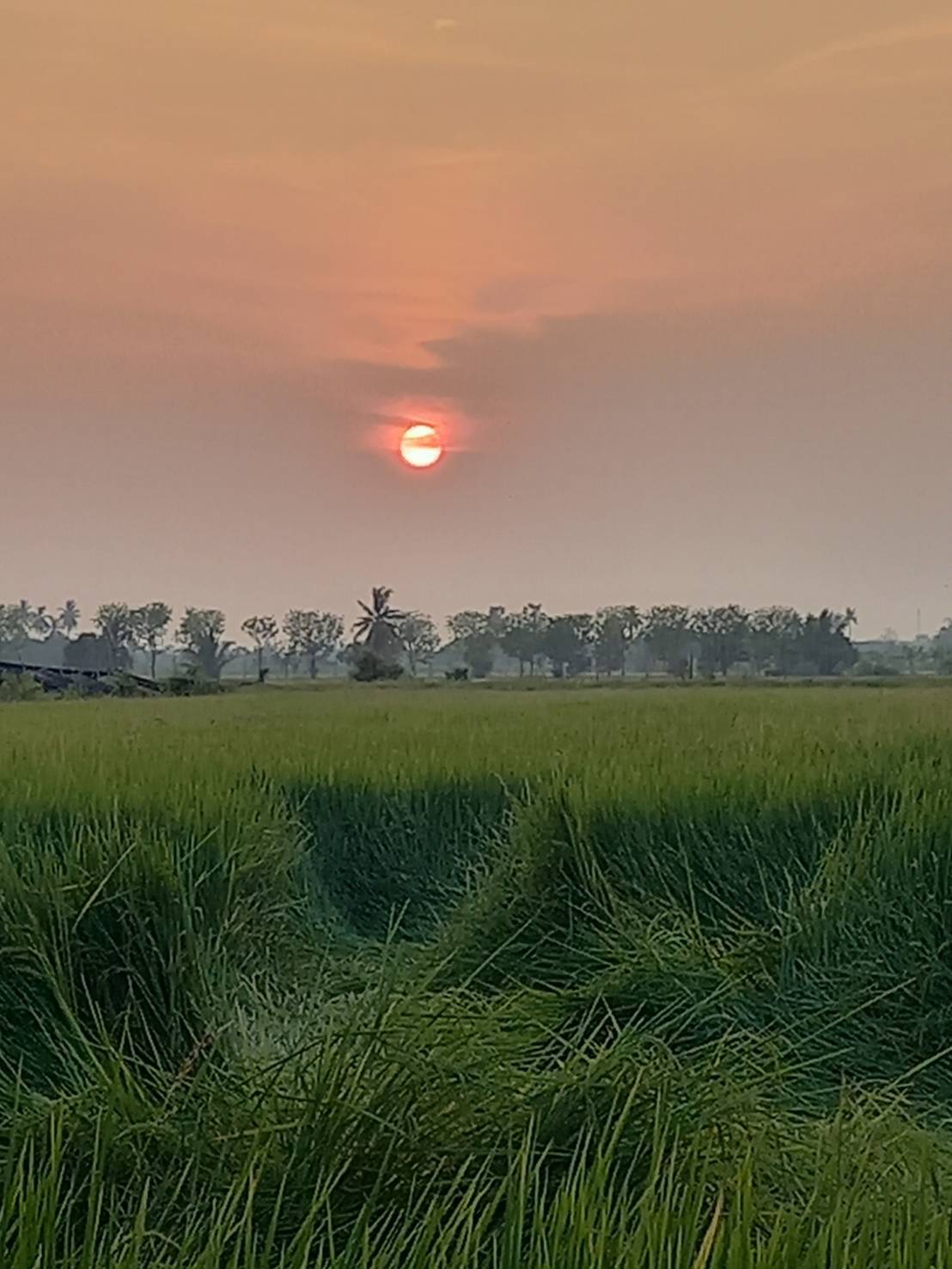 ขายที่ดิน พร้อมตึก 2 ชั้น ทำเลดี  ต.ห้วยพลู อ.นครชัยศรี  จ.นครปฐม