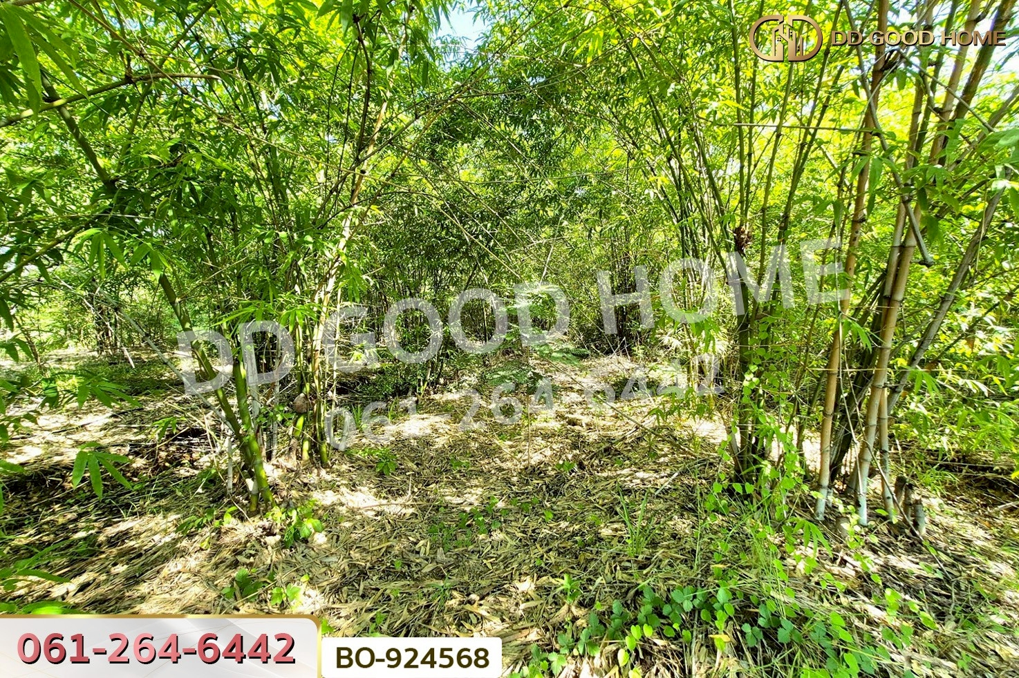 BO-924568 ที่ดินโนนไทย 17 ไร่ 142 ตร.ว. นครราชสีมา ใกล้โลตัส โนนไทย