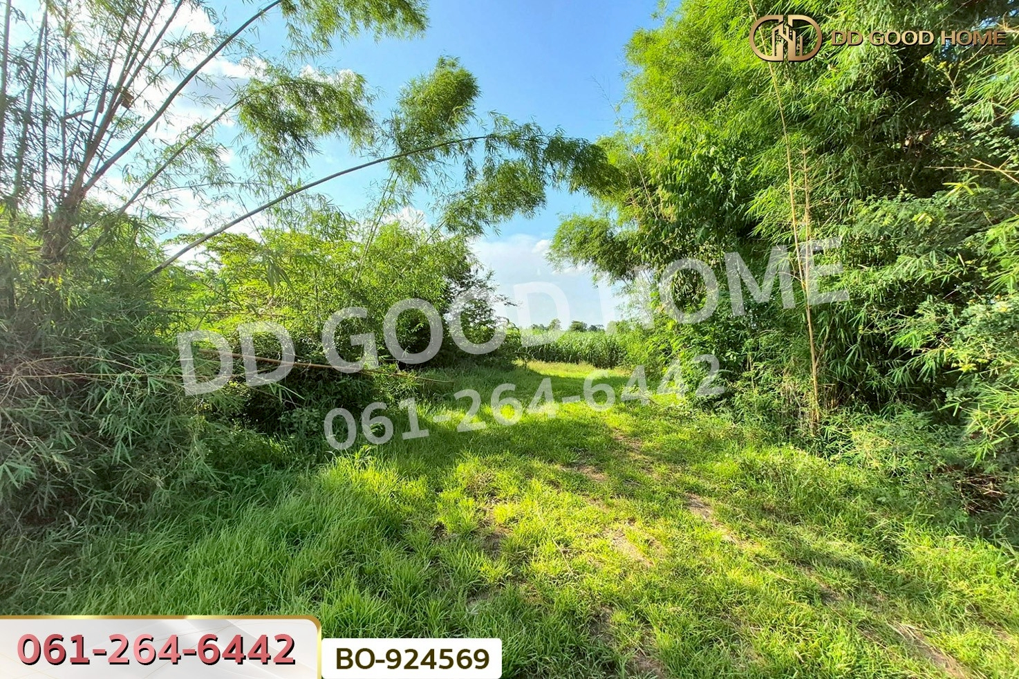 BO-924569 ที่ดินขามสะแกแสง 24 ไร่ 194.3 ตร.ว. นครราชสีมา ใกล้ที่ว่าการอำเภอขามสะแกแสง