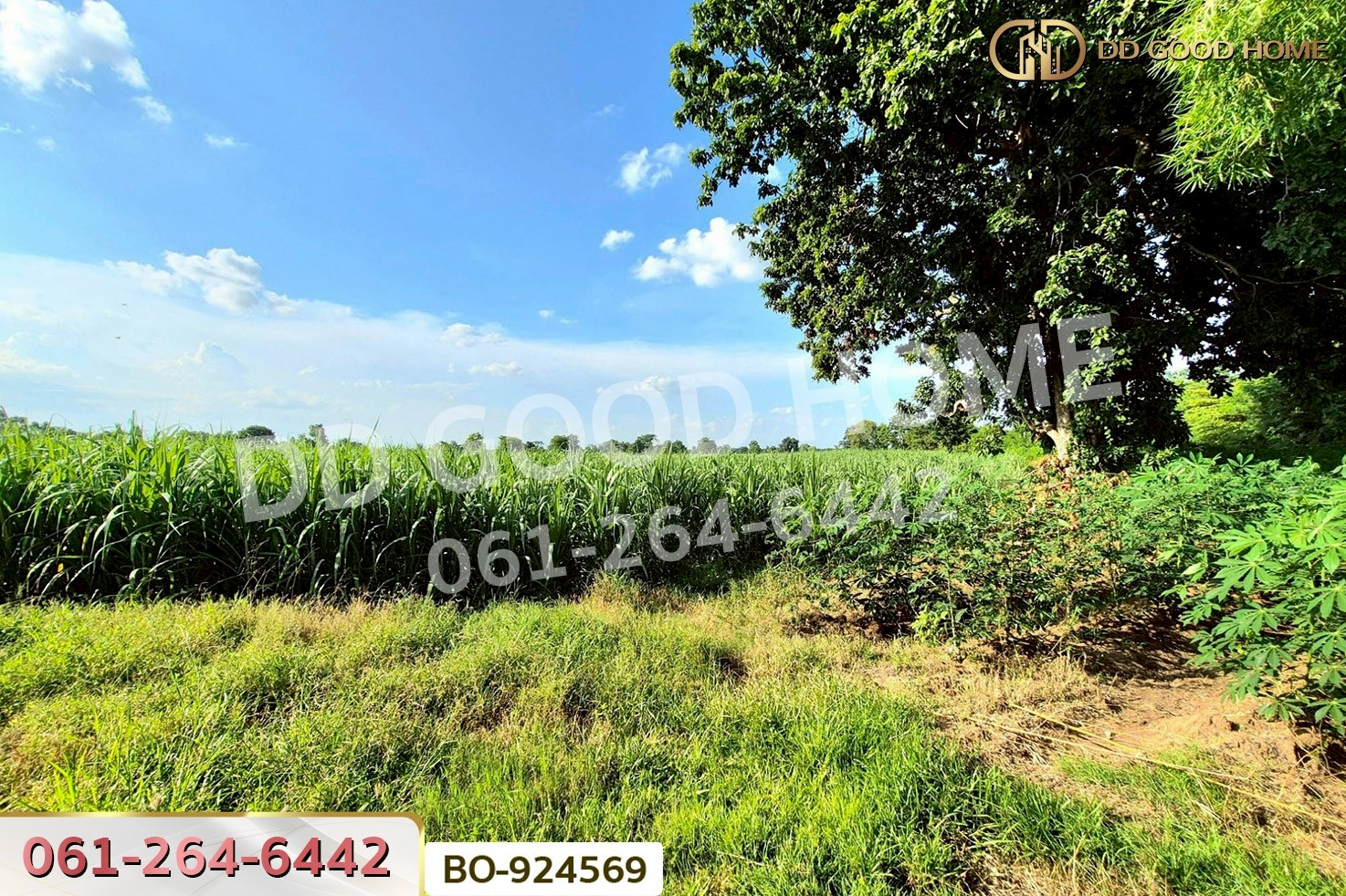 BO-924569 ที่ดินขามสะแกแสง 24 ไร่ 194.3 ตร.ว. นครราชสีมา ใกล้ที่ว่าการอำเภอขามสะแกแสง