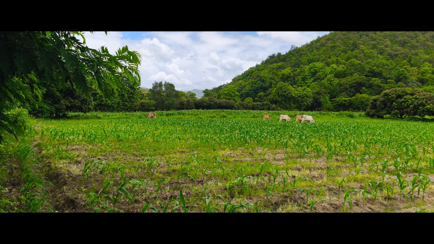 ขายที่ดินเปล่า2เเปลงติดกัน ทำเลดี ด้านหน้าติดถนนดำวิวภูเขา ด้านหลังติดลำธาร อำเภอสันกำแพง จังหวัดเชียงใหม่