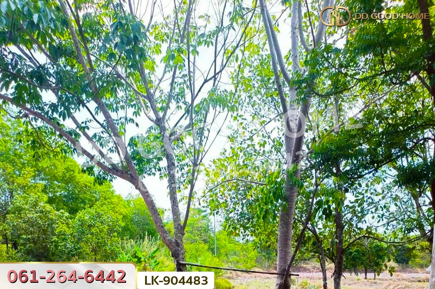 LK-904483 ที่ดินคำตากล้า 19 ไร่ 388 ตร.ว. สกลนคร ใกล้วัดคีรีวรรณวนาราม