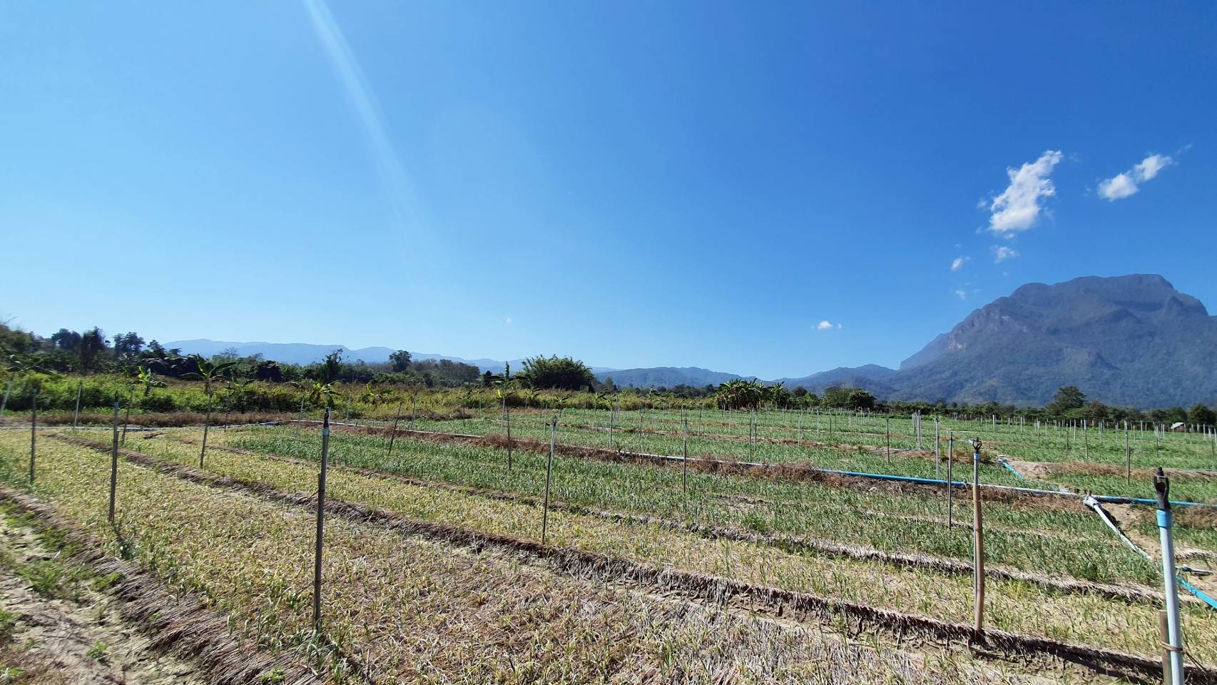 ขายด่วน ที่ดิน อำเภอเชียงดาว เชียงใหม่  วิวดอยหลวง สวยมาก  เนื้อที่รวม 4 ไร่ 