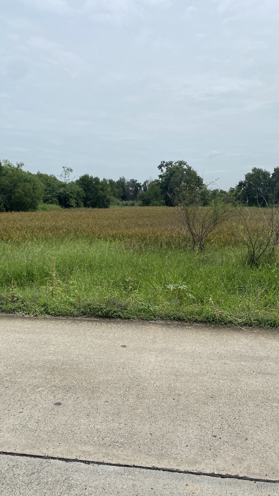 ขายด่วนที่ดินแปลงใหญ่ ติดถนนคอนกรีต ทำเลดี อำเภอหนองเสือ จังหวัดปทุมธานี 