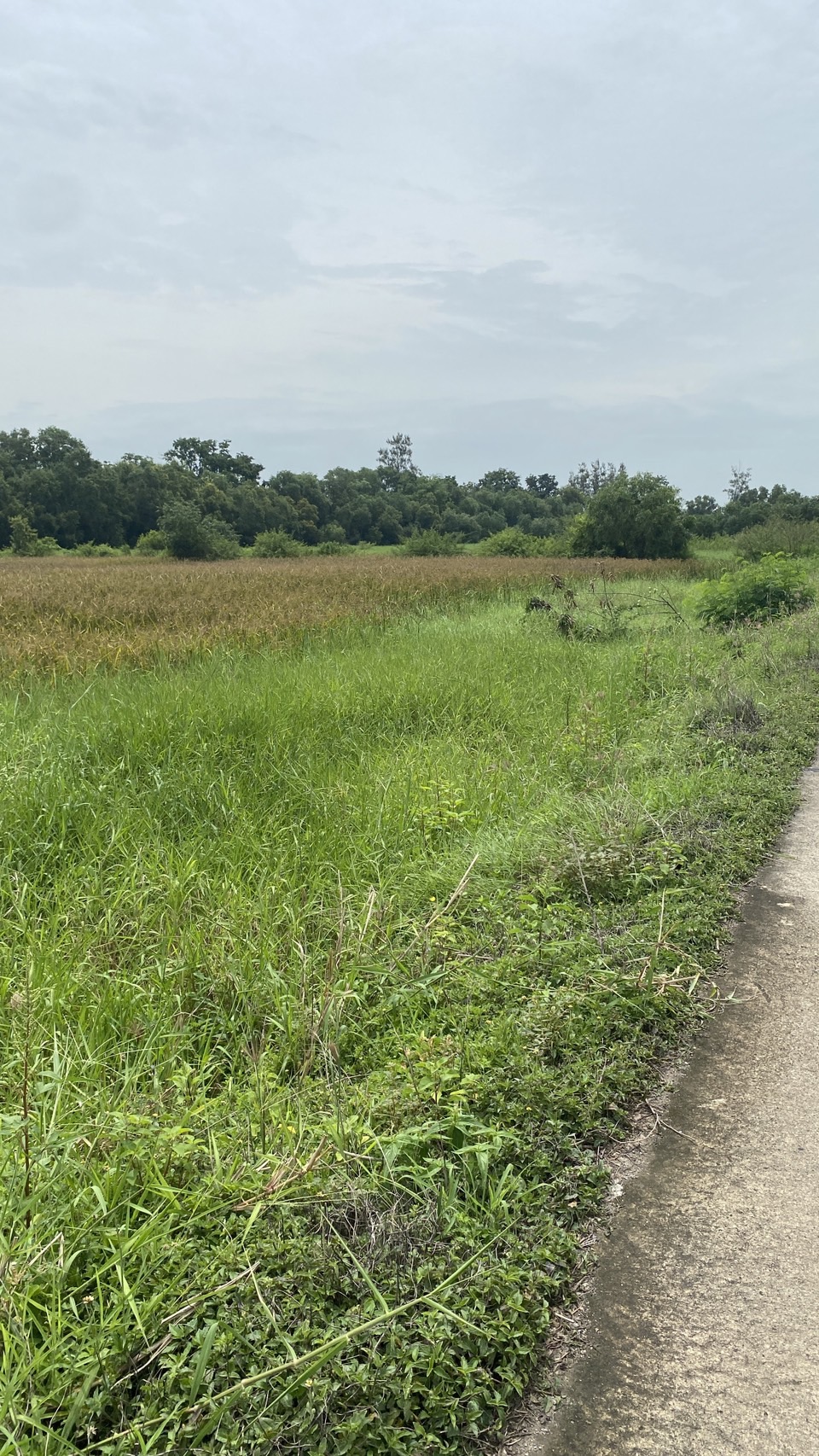 ขายด่วนที่ดินแปลงใหญ่ ติดถนนคอนกรีต ทำเลดี อำเภอหนองเสือ จังหวัดปทุมธานี 