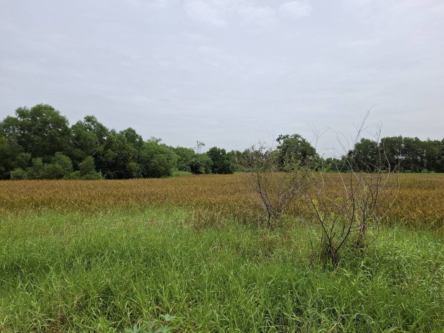 ขายด่วนที่ดินแปลงใหญ่ ติดถนนคอนกรีต ทำเลดี อำเภอหนองเสือ จังหวัดปทุมธานี 