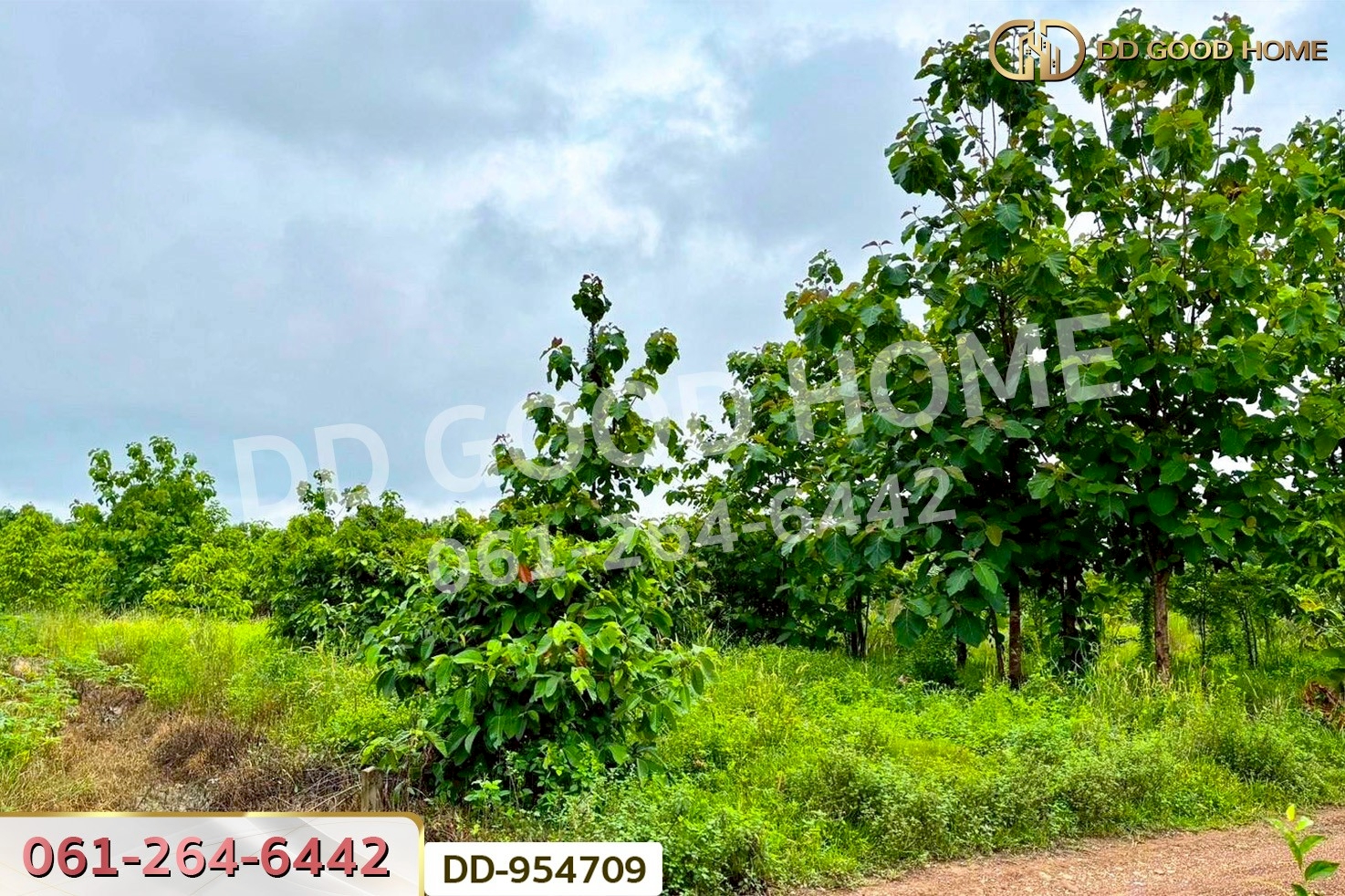 DD-954709 ที่ดินศาลาลำดวน 3 ไร่ 69.5 ตร.ว. สระแก้ว ใกล้โรงเรียนบ้านท่าช้าง