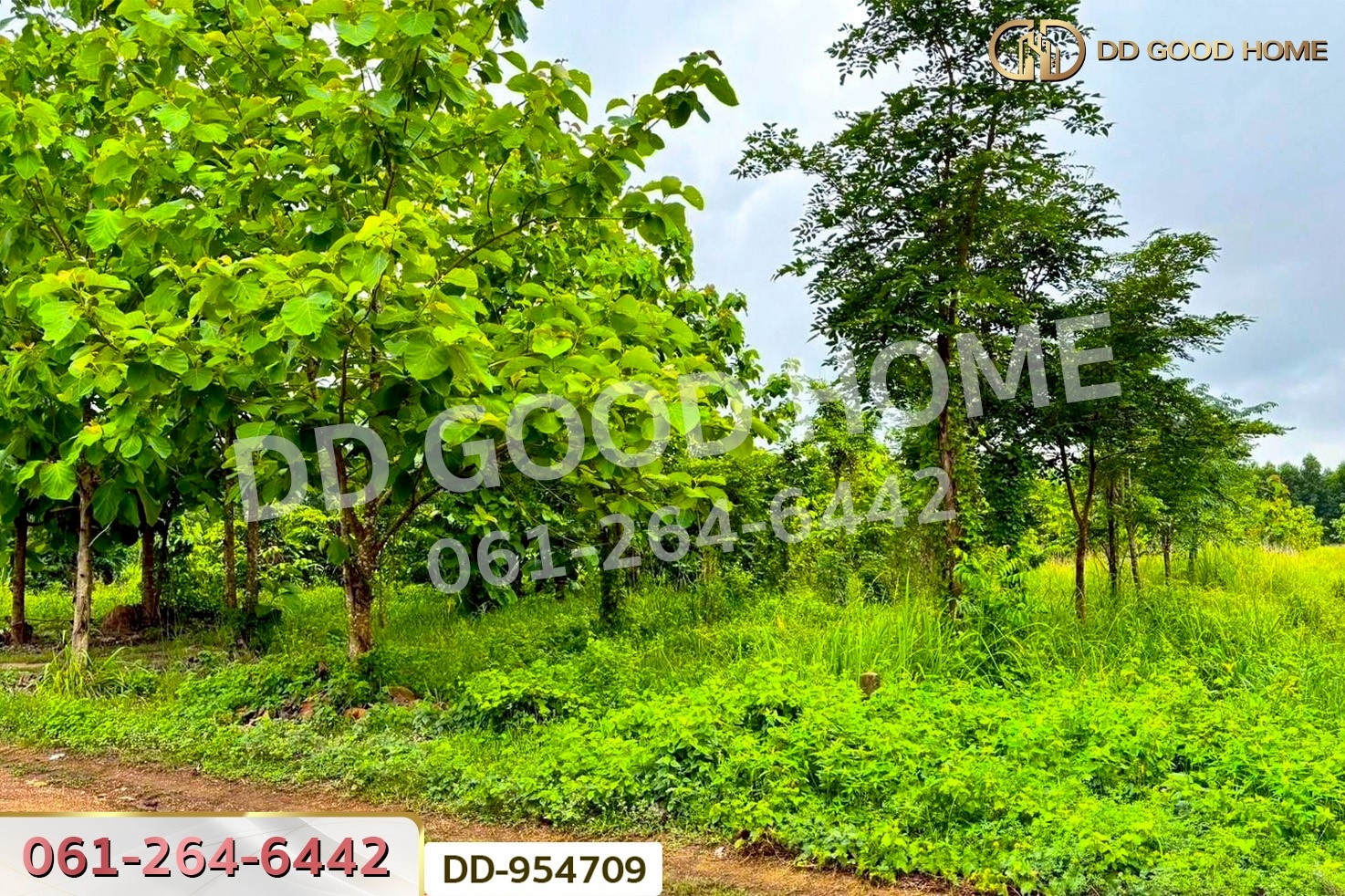 DD-954709 ที่ดินศาลาลำดวน 3 ไร่ 69.5 ตร.ว. สระแก้ว ใกล้โรงเรียนบ้านท่าช้าง