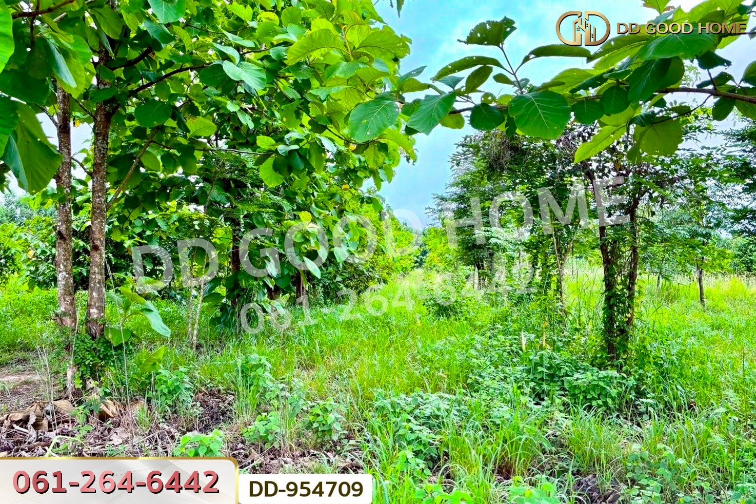 DD-954709 ที่ดินศาลาลำดวน 3 ไร่ 69.5 ตร.ว. สระแก้ว ใกล้โรงเรียนบ้านท่าช้าง