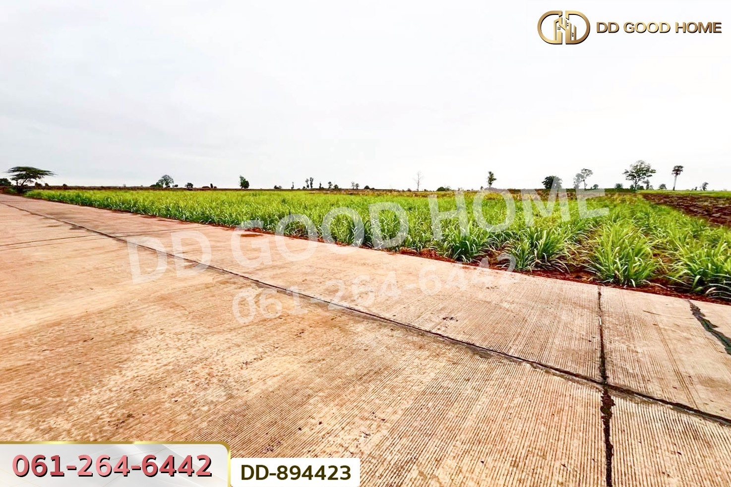 DD-894423 ที่ดินโนนสะอาด 44 ไร่ 392 ตร.ว. อุดรธานี ใกล้ไปรษณีย์ สาขาโนนสะอาด