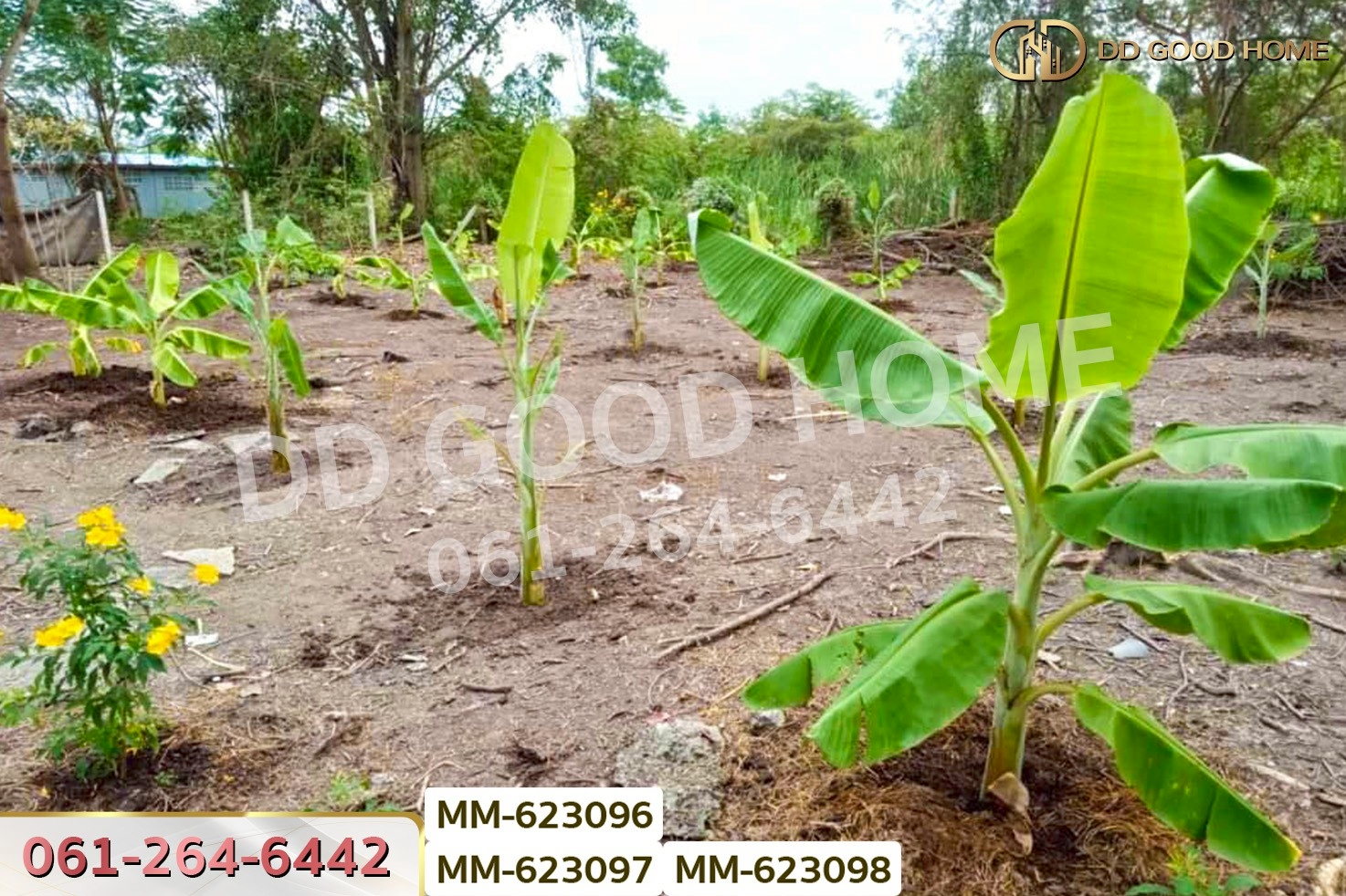 MM-623096 ที่ดินธัญบุรี 180 ตร.ว. หมู่บ้านทิพย์ธิดาแลนด์ 2 คลอง 11 ปทุมธานี ใกล้องค์การเภสัชกรรมธัญบุรี