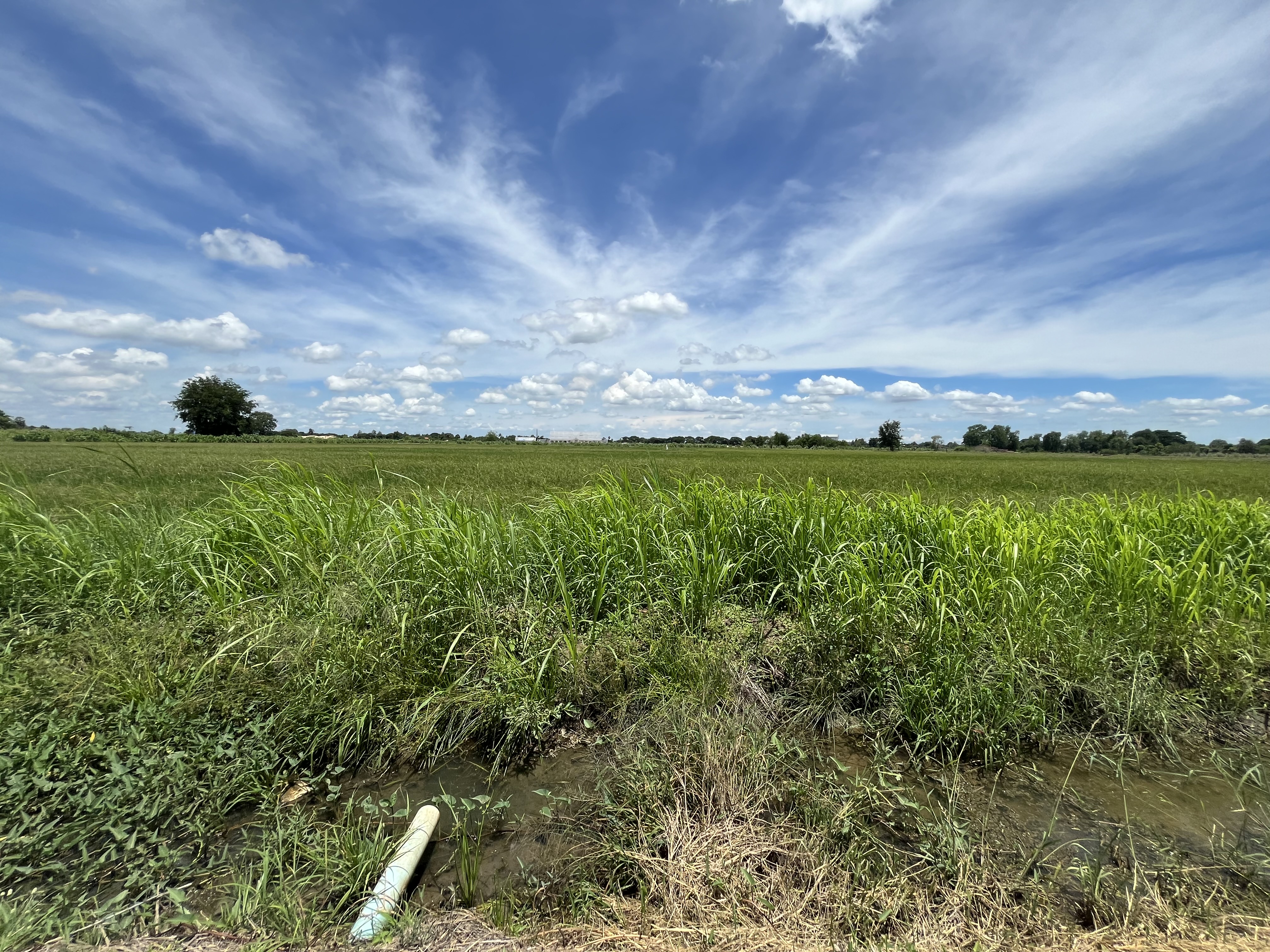 ขายที่ดินเปล่าติดถนน วิวบึงควง อำเภอศรีประจันต์ จังหวัดสุพรรณบุรี
