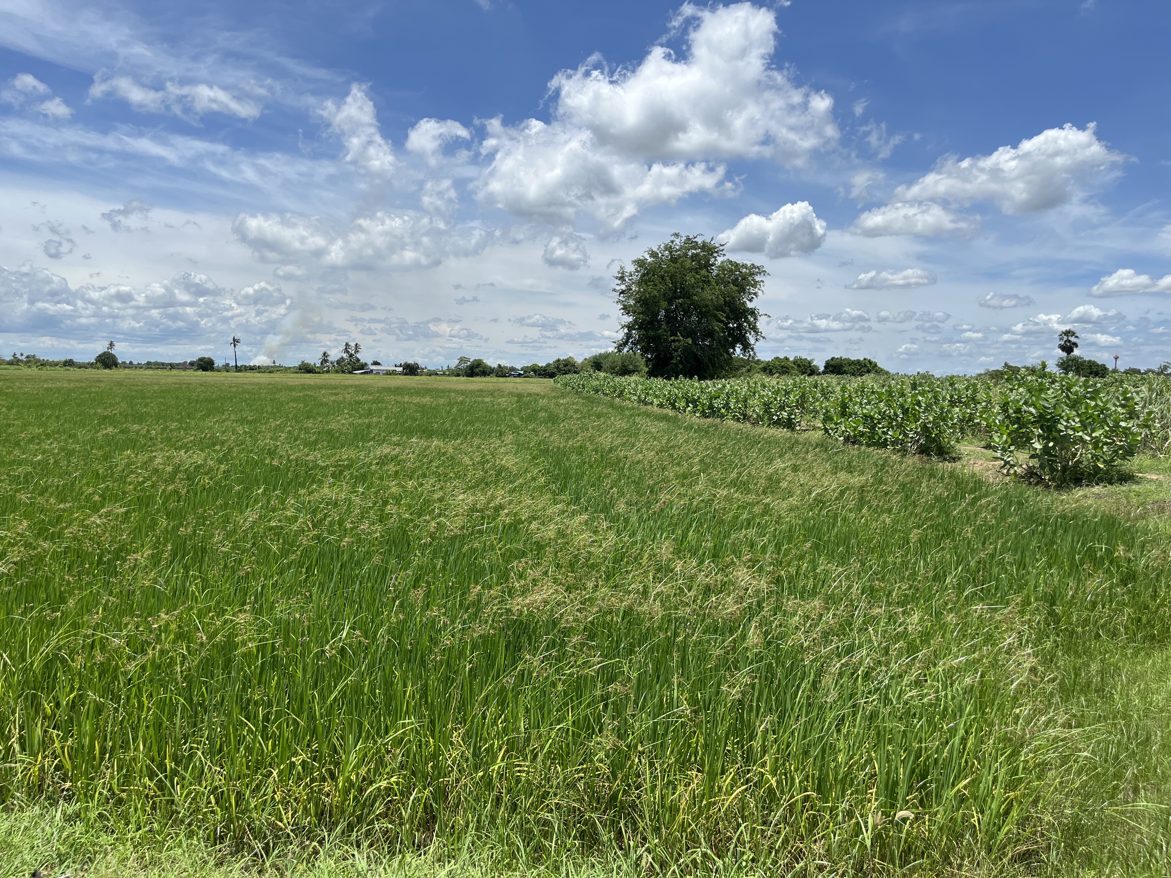 ขายที่ดินเปล่าติดถนน วิวบึงควง อำเภอศรีประจันต์ จังหวัดสุพรรณบุรี