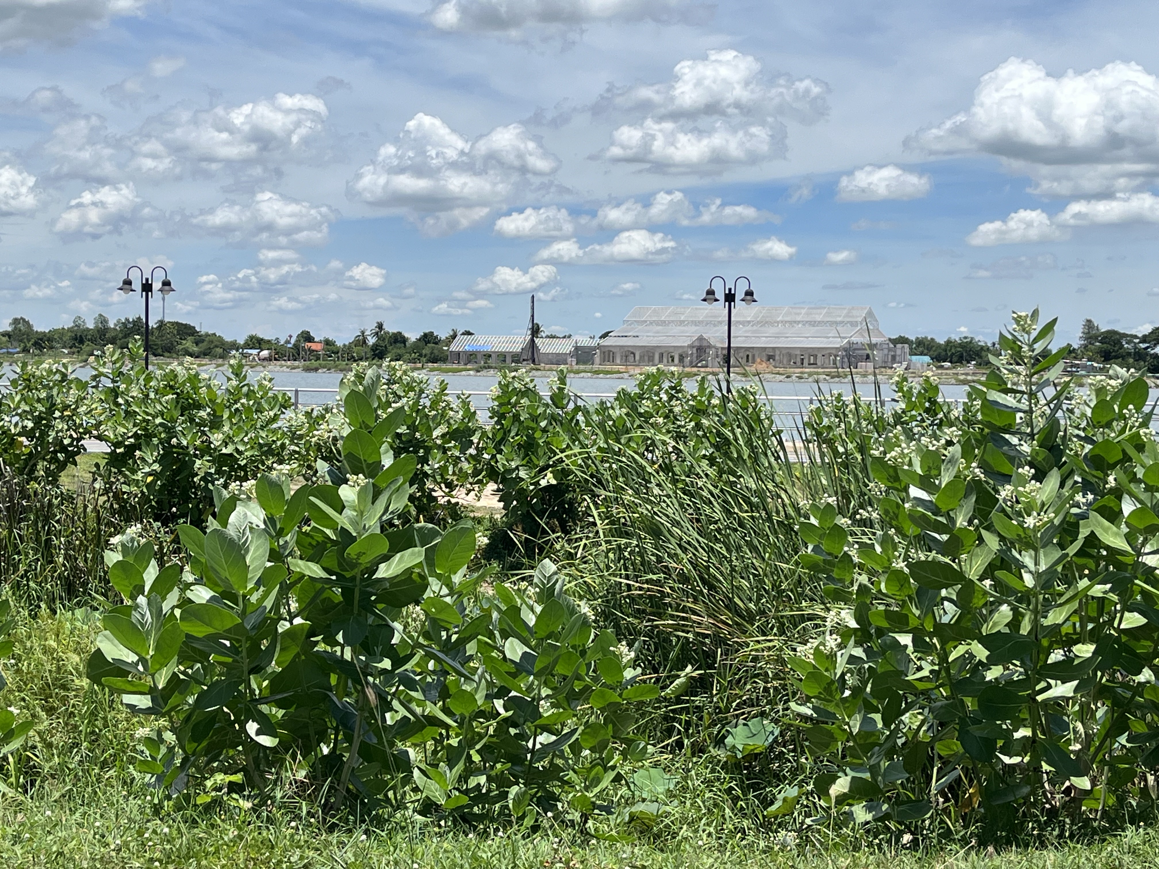 ขายที่ดินเปล่าติดถนน วิวบึงควง อำเภอศรีประจันต์ จังหวัดสุพรรณบุรี