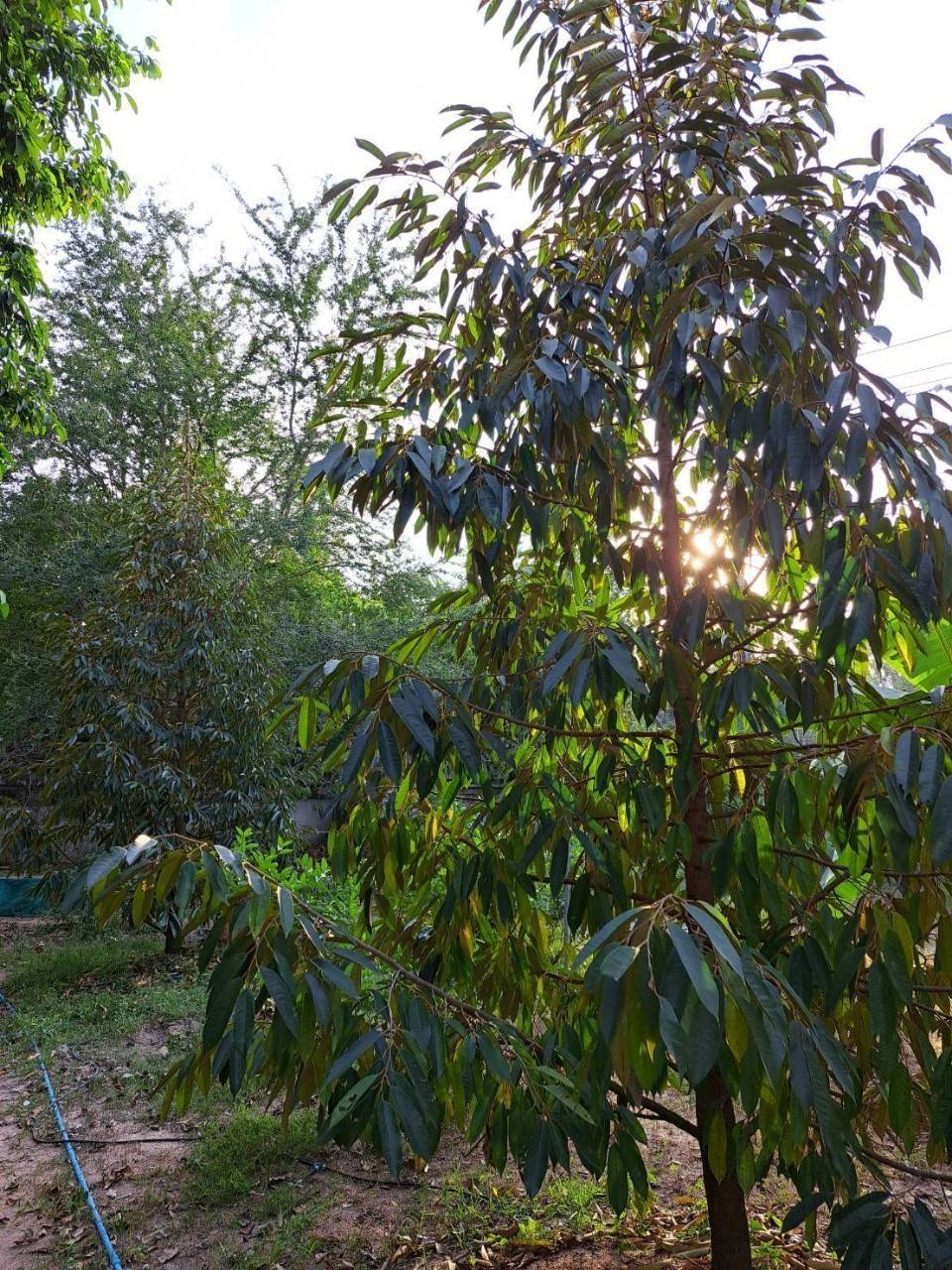 ขายที่ดินเปล่า ทำเลทอง  บนถนนสำนักอ้ายงอน  อ.นิคมพัฒนา จ.ระยอง