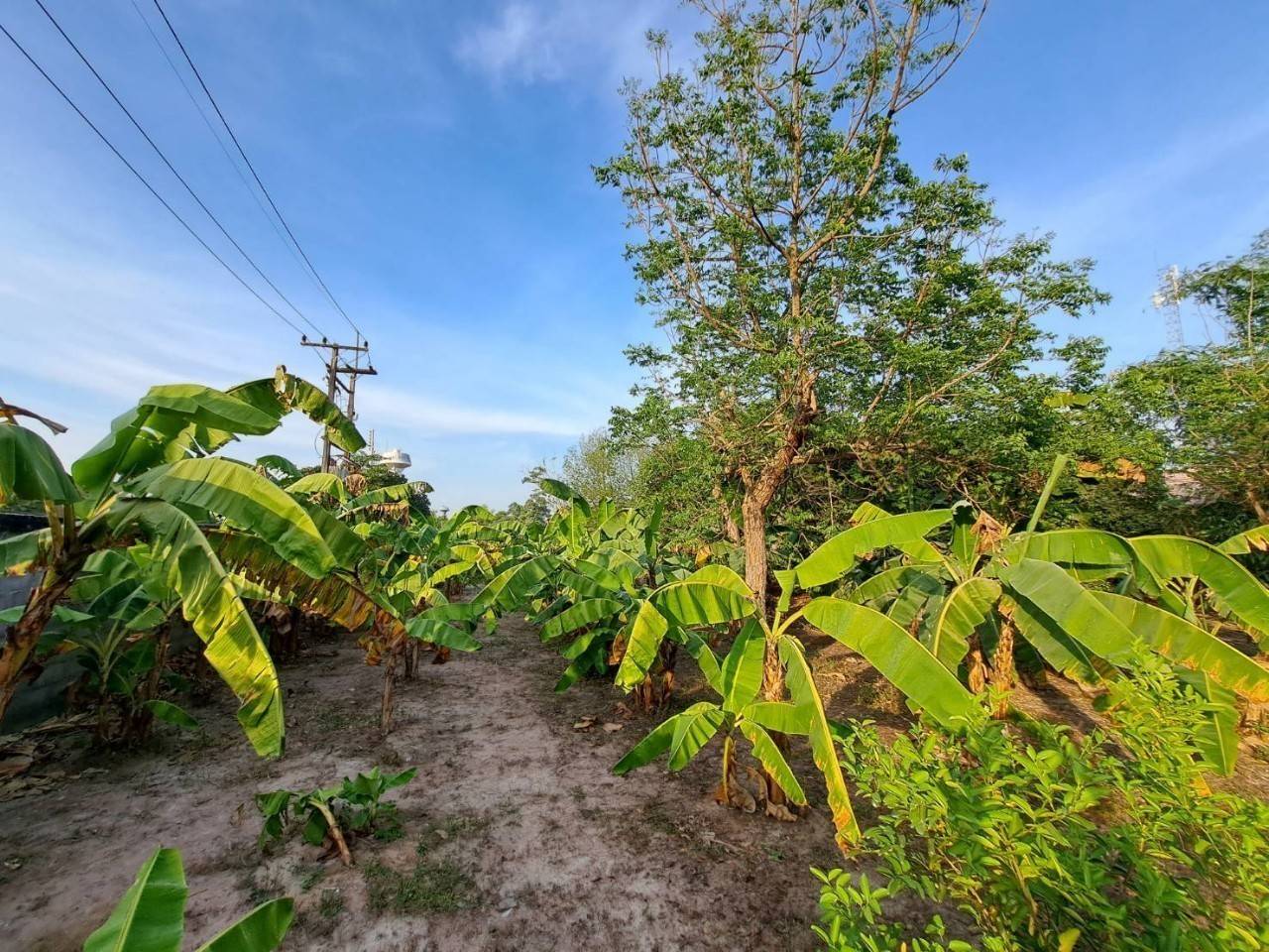 ขายที่ดินเปล่า ทำเลทอง  บนถนนสำนักอ้ายงอน  อ.นิคมพัฒนา จ.ระยอง