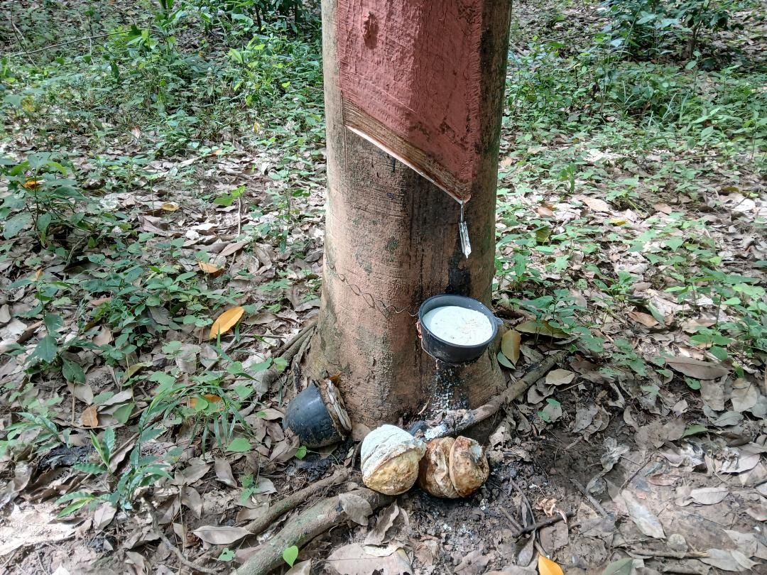 ขายสวนปาล์มน้ำมันและยางพารา ติดคลองลำห้วยผ่านกลางแปลง อำเภอปะทิว จังหวัดชุมพร