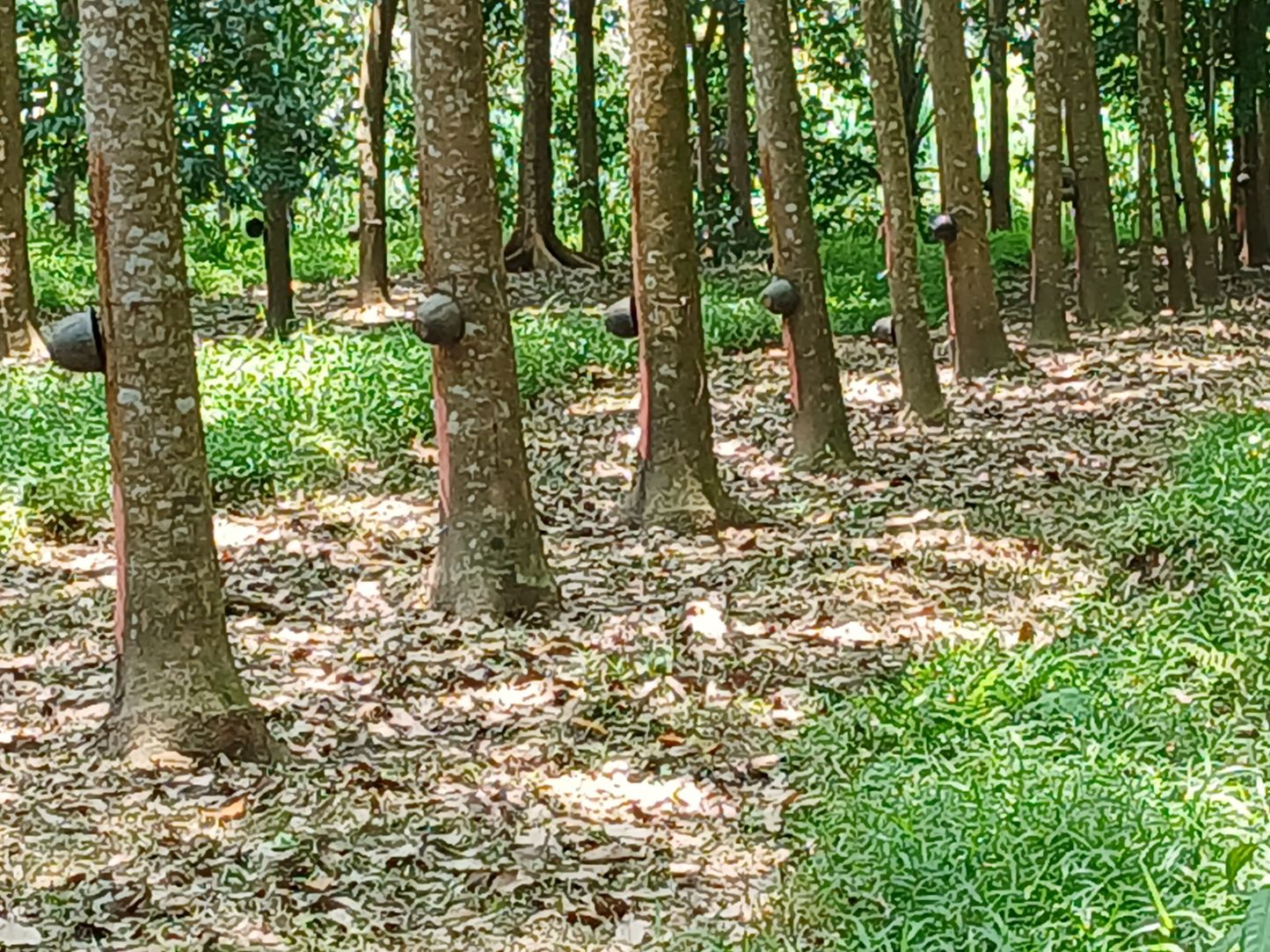 ขายสวนปาล์มน้ำมันและยางพารา ติดคลองลำห้วยผ่านกลางแปลง อำเภอปะทิว จังหวัดชุมพร