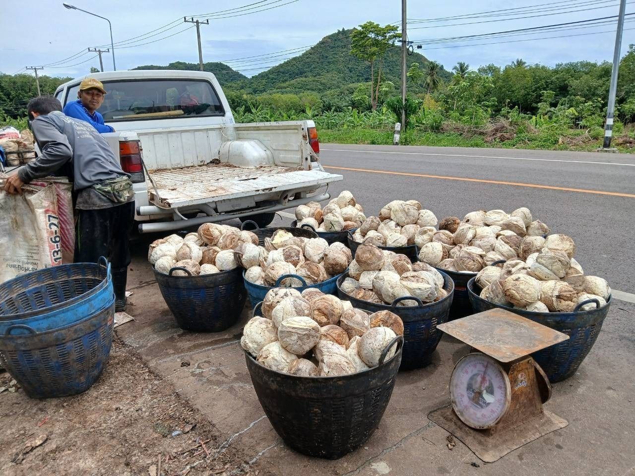 ขายสวนปาล์มน้ำมันและยางพารา ติดคลองลำห้วยผ่านกลางแปลง อำเภอปะทิว จังหวัดชุมพร