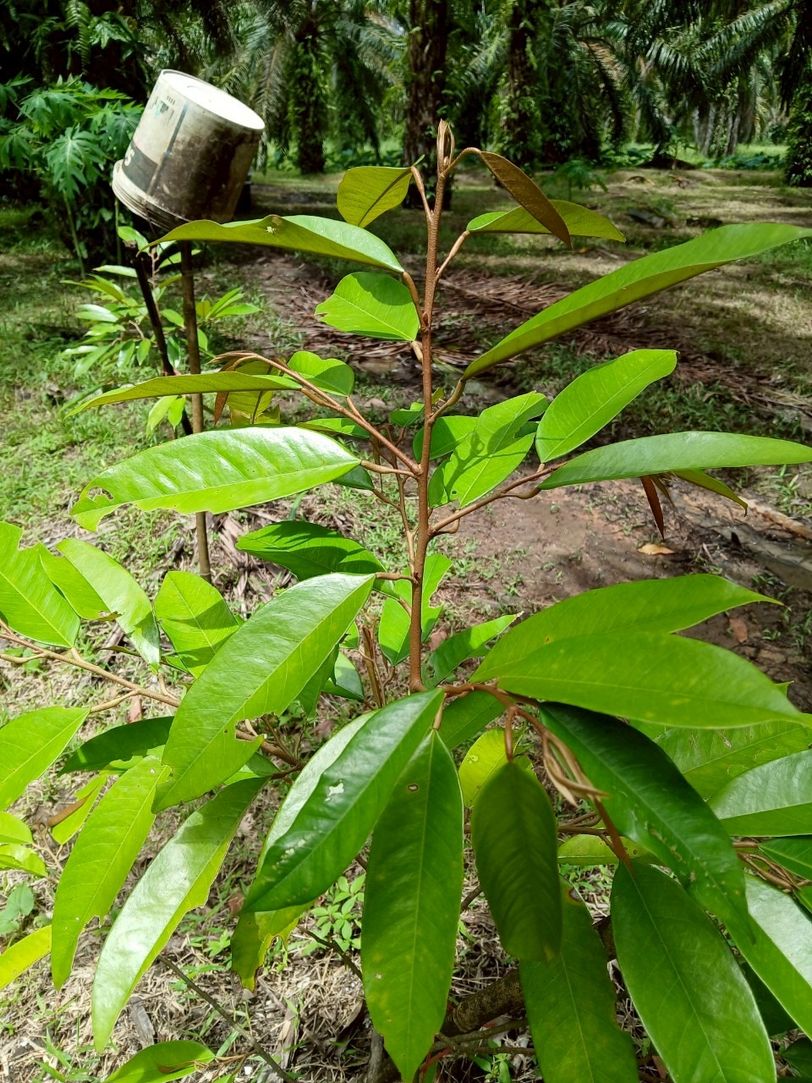 ขายสวนปาล์มน้ำมันและยางพารา ติดคลองลำห้วยผ่านกลางแปลง อำเภอปะทิว จังหวัดชุมพร