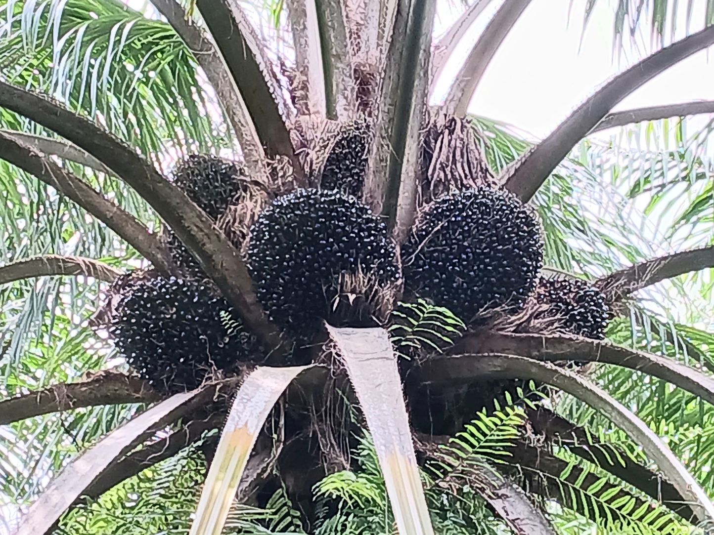 ขายสวนปาล์มน้ำมันและยางพารา ติดคลองลำห้วยผ่านกลางแปลง อำเภอปะทิว จังหวัดชุมพร