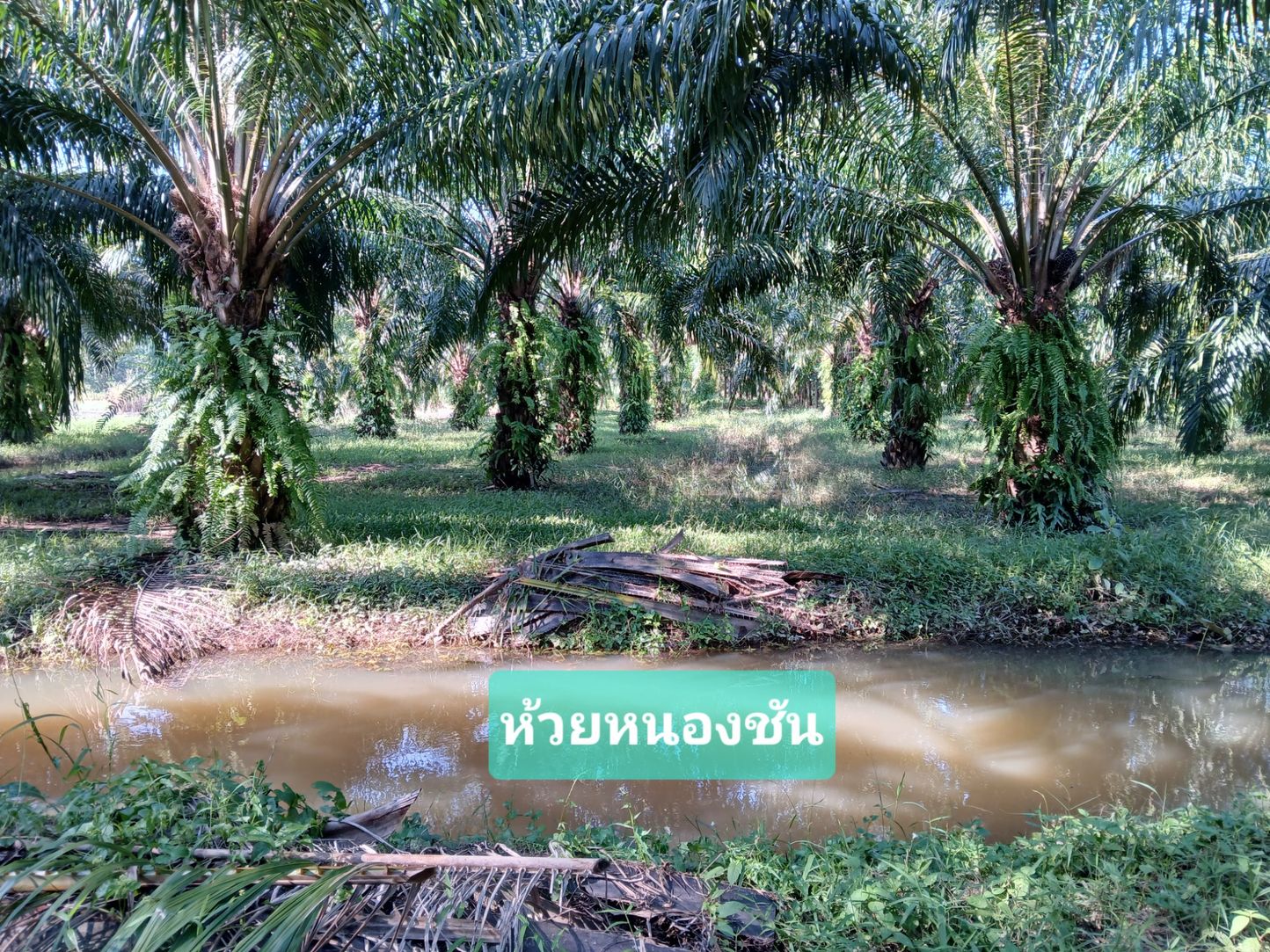 ขายสวนปาล์มน้ำมันและยางพารา ติดคลองลำห้วยผ่านกลางแปลง อำเภอปะทิว จังหวัดชุมพร