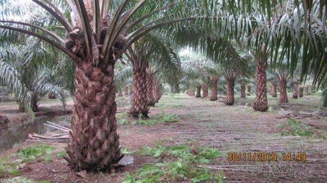 ขายสวนปาล์มน้ำมันและยางพารา ติดคลองลำห้วยผ่านกลางแปลง อำเภอปะทิว จังหวัดชุมพร