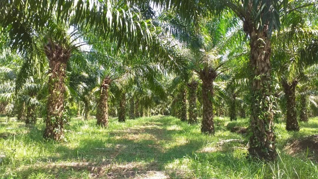 ขายสวนปาล์มน้ำมันและยางพารา ติดคลองลำห้วยผ่านกลางแปลง อำเภอปะทิว จังหวัดชุมพร
