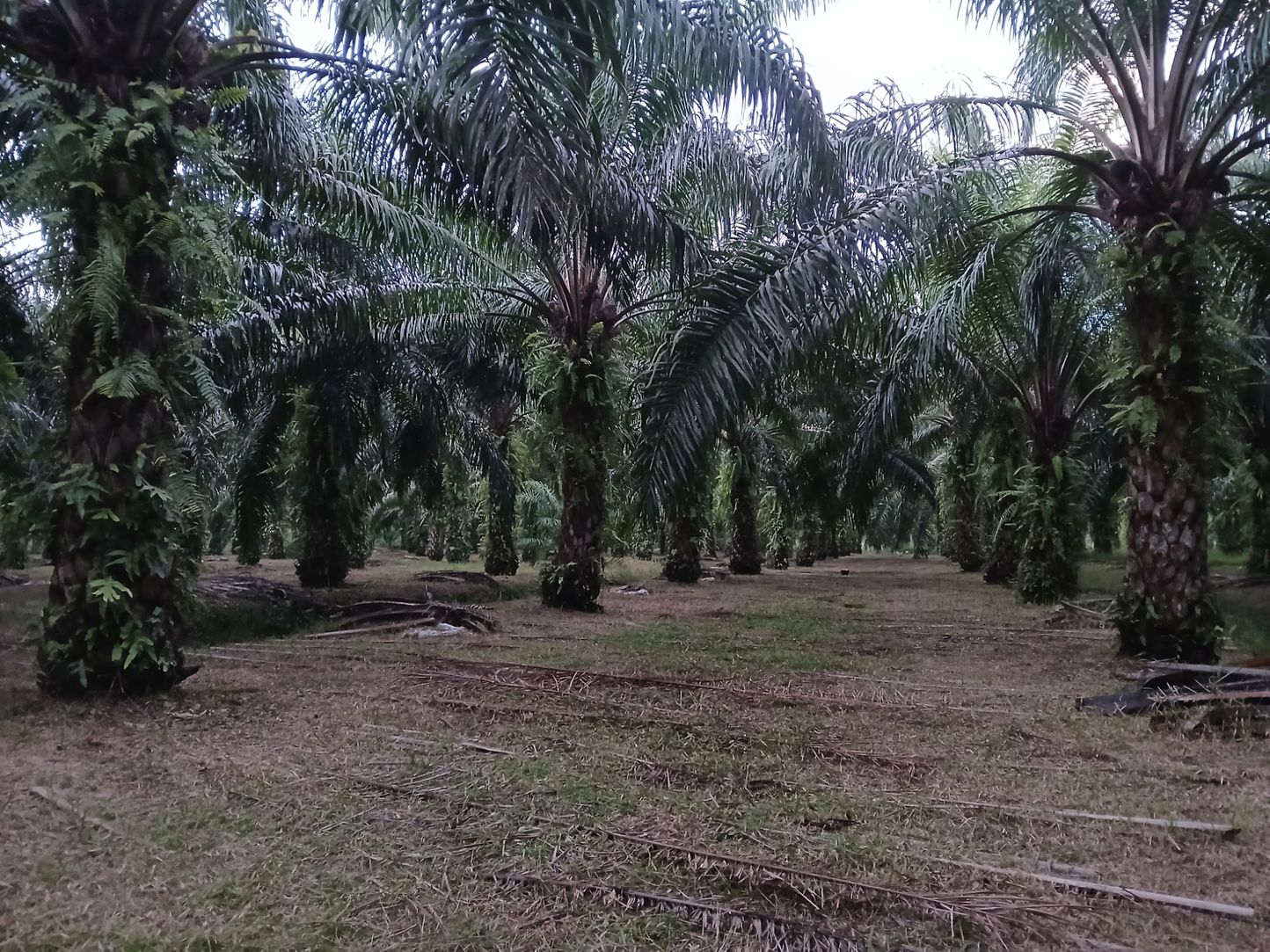 ขายสวนปาล์มน้ำมันและยางพารา ติดคลองลำห้วยผ่านกลางแปลง อำเภอปะทิว จังหวัดชุมพร