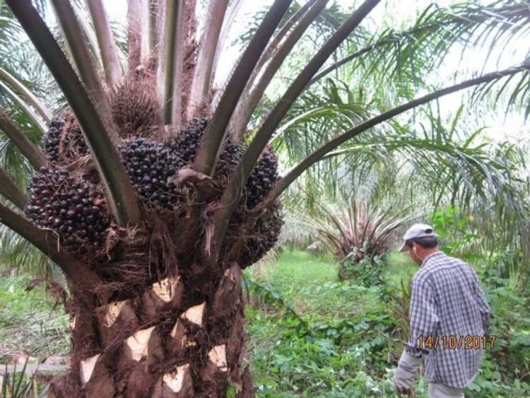 ขายสวนปาล์มน้ำมันและยางพารา ติดคลองลำห้วยผ่านกลางแปลง อำเภอปะทิว จังหวัดชุมพร