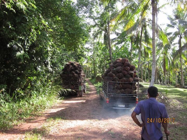 ขายสวนปาล์มน้ำมันและยางพารา ติดคลองลำห้วยผ่านกลางแปลง อำเภอปะทิว จังหวัดชุมพร