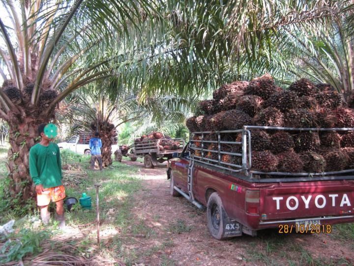 ขายสวนปาล์มน้ำมันและยางพารา ติดคลองลำห้วยผ่านกลางแปลง อำเภอปะทิว จังหวัดชุมพร