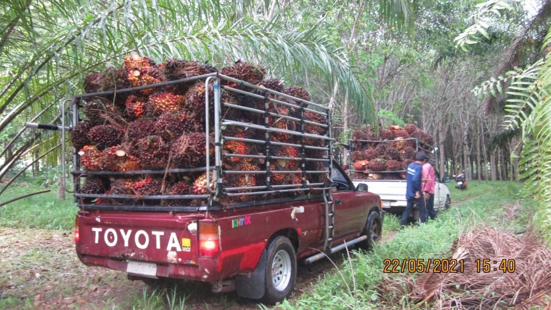 ขายสวนปาล์มน้ำมันและยางพารา ติดคลองลำห้วยผ่านกลางแปลง อำเภอปะทิว จังหวัดชุมพร