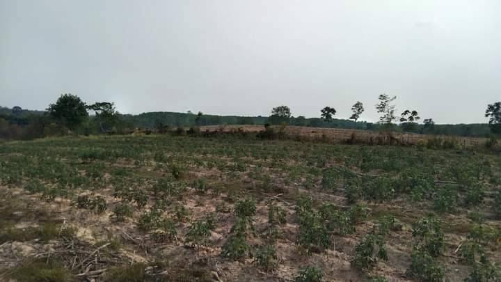 ขาย ที่ดินทำเลดี  อ.เมืองบึงกาฬ  จ. บึงกาฬ